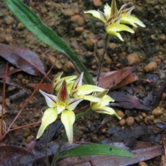 Caladenia flava (Cowslip Orchid) at Mount Wells, WA - 1 Oct 2008 by MB