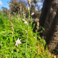 Asphodelus fistulosus (Onion Weed) at Parkes, NSW - 22 Aug 2024 by Csteele4