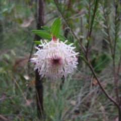 Pimelea sp. at Bannister, WA - 2 Oct 2008 by MB