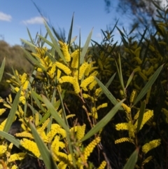 Acacia subtilinervis (Net-veined Wattle) at Tianjara, NSW - 21 Aug 2024 by RobG1