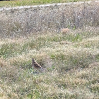 Alauda arvensis (Eurasian Skylark) at Lawson, ACT - 22 Aug 2024 by mroseby