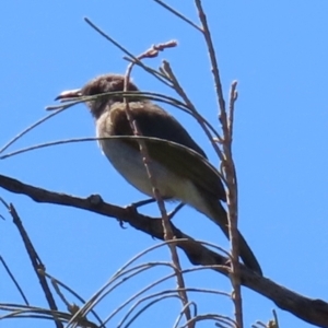 Lichmera indistincta at Seventeen Seventy, QLD - 22 Aug 2024 12:46 PM