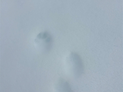 Unidentified Mammal at Kosciuszko, NSW - 18 Aug 2024 by Choyster