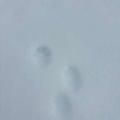 Unverified Mammal at Kosciuszko, NSW - 18 Aug 2024 by Choyster