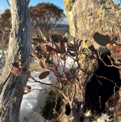 Eucalyptus pauciflora subsp. niphophila (Alpine Snow Gum) at Thredbo, NSW - 19 Aug 2024 by Choyster