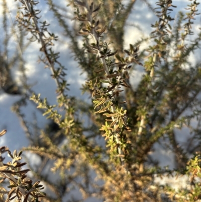 Ozothamnus secundiflorus (Cascade Everlasting) at Thredbo, NSW - 18 Aug 2024 by Choyster