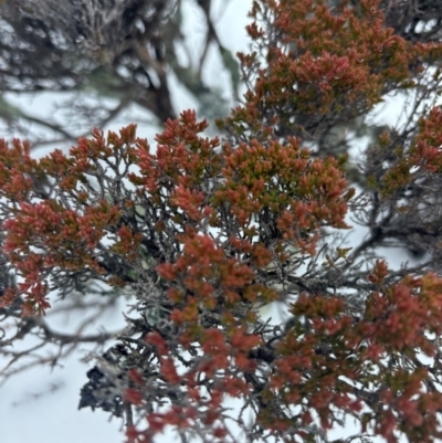 Unverified Plant at Kosciuszko, NSW - 19 Aug 2024 by Choyster
