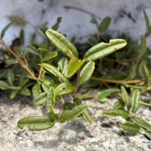 Podolobium alpestre at Thredbo, NSW - 19 Aug 2024 02:16 PM