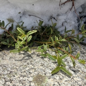 Podolobium alpestre at Thredbo, NSW - 19 Aug 2024 02:16 PM