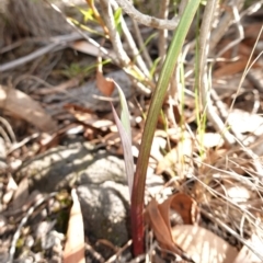 Calochilus sp. (A Beard Orchid) at Tianjara, NSW - 21 Aug 2024 by RobG1