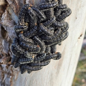 Perga sp. (genus) at Whitlam, ACT - 22 Aug 2024