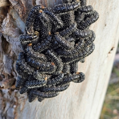 Perga sp. (genus) (Sawfly or Spitfire) at Whitlam, ACT - 21 Aug 2024 by Jiggy