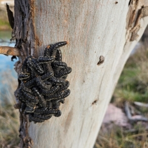 Perga sp. (genus) at Whitlam, ACT - 22 Aug 2024