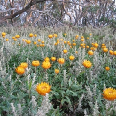 Xerochrysum subundulatum (Alpine Everlasting) at Nelse, VIC - 19 Mar 2008 by MB