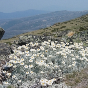 Leucochrysum alpinum at Kosciuszko, NSW - 14 Jan 2007