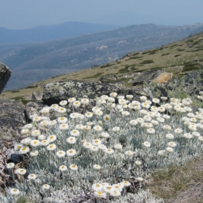 Leucochrysum alpinum (Alpine Sunray) at Kosciuszko, NSW - 13 Jan 2007 by MB