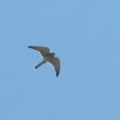 Falco cenchroides (Nankeen Kestrel) at Thredbo, NSW - 14 Jan 2007 by MB