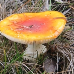 Amanita muscaria (Fly Agaric) at Cotter River, ACT - 19 May 2007 by MB