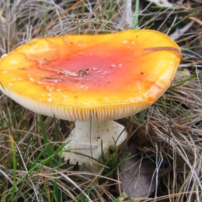 Amanita muscaria (Fly Agaric) at Cotter River, ACT - 19 May 2007 by MB