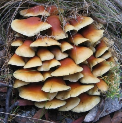 Hypholoma sp. (Hypholoma) at Cotter River, ACT - 19 May 2007 by MB