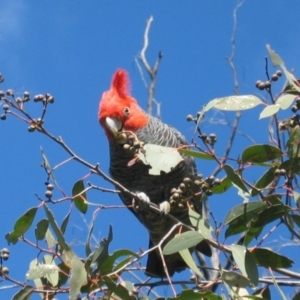 Callocephalon fimbriatum at Uriarra Village, ACT - suppressed