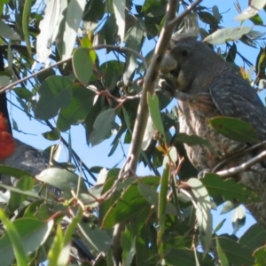 Callocephalon fimbriatum at Uriarra Village, ACT - suppressed