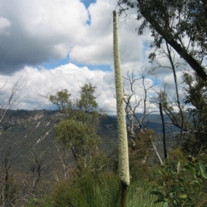 Xanthorrhoea glauca subsp. angustifolia at Uriarra Village, ACT - suppressed