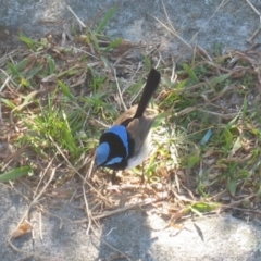 Malurus cyaneus (Superb Fairywren) at Vaucluse, NSW - 17 Jul 2007 by MB