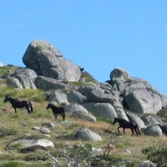 Equus caballus (Brumby, Wild Horse) at Thredbo, NSW - 11 Feb 2006 by MB