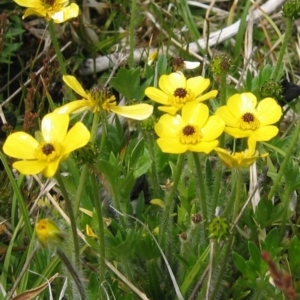 Ranunculus graniticola at Jacobs River, NSW - 17 Dec 2006