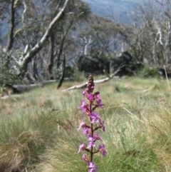 Stylidium sp. (Trigger Plant) at Jacobs River, NSW - 17 Dec 2006 by MB