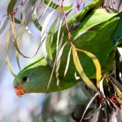 Polytelis swainsonii (Superb Parrot) at Holt, ACT - 22 Aug 2024 by AlisonMilton