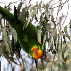 Polytelis swainsonii at Holt, ACT - 22 Aug 2024