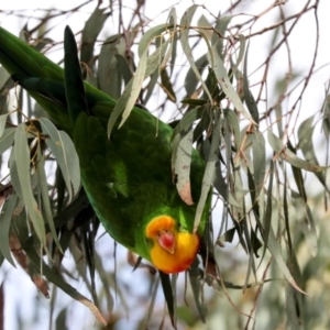 Polytelis swainsonii at Holt, ACT - 22 Aug 2024