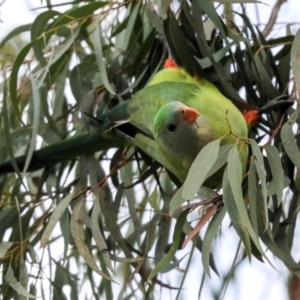 Polytelis swainsonii at Holt, ACT - 22 Aug 2024