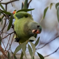 Polytelis swainsonii at Holt, ACT - 22 Aug 2024