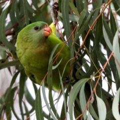 Polytelis swainsonii at Holt, ACT - 22 Aug 2024