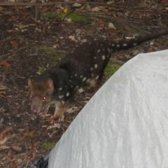 Dasyurus maculatus (Spotted-tailed Quoll) at Southwest, TAS - 6 Dec 2006 by MB