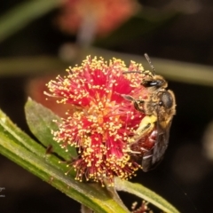 Lasioglossum (Parasphecodes) sp. (genus & subgenus) (Halictid bee) at Acton, ACT - 22 Aug 2024 by Roger