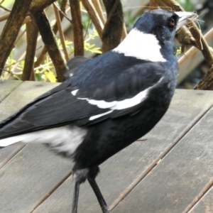 Gymnorhina tibicen at Aranda, ACT - 22 Aug 2024