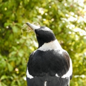 Gymnorhina tibicen at Aranda, ACT - 22 Aug 2024