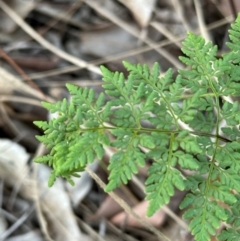 Cheilanthes tenuifolia at Eurimbula, QLD - 22 Aug 2024 05:05 PM