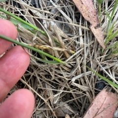 Fuirena umbellata at Eurimbula, QLD - 22 Aug 2024 by lbradley