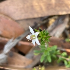 Rhytidosporum procumbens (White Marianth) at Tianjara, NSW - 21 Aug 2024 by JaneR