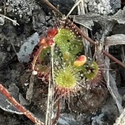 Drosera burmanni (Tropical Sundew) at Eurimbula, QLD - 22 Aug 2024 by lbradley