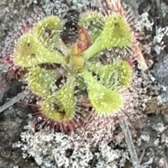 Drosera burmanni at Eurimbula, QLD - 22 Aug 2024 05:02 PM