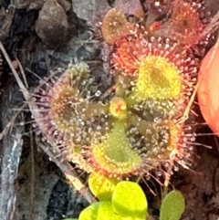 Drosera burmanni at Eurimbula, QLD - 22 Aug 2024 05:02 PM