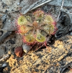 Drosera burmanni at Eurimbula, QLD - 22 Aug 2024 05:02 PM
