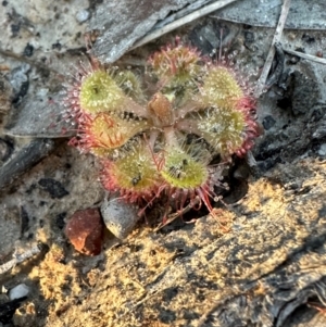 Drosera burmanni at Eurimbula, QLD - 22 Aug 2024 05:02 PM