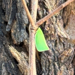 Siphanta acuta (Green planthopper, Torpedo bug) at Russell, ACT - 21 Aug 2024 by Hejor1